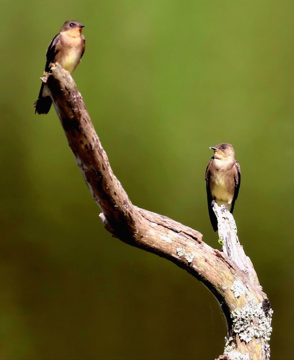 Southern Rough-winged Swallow - ML656566460