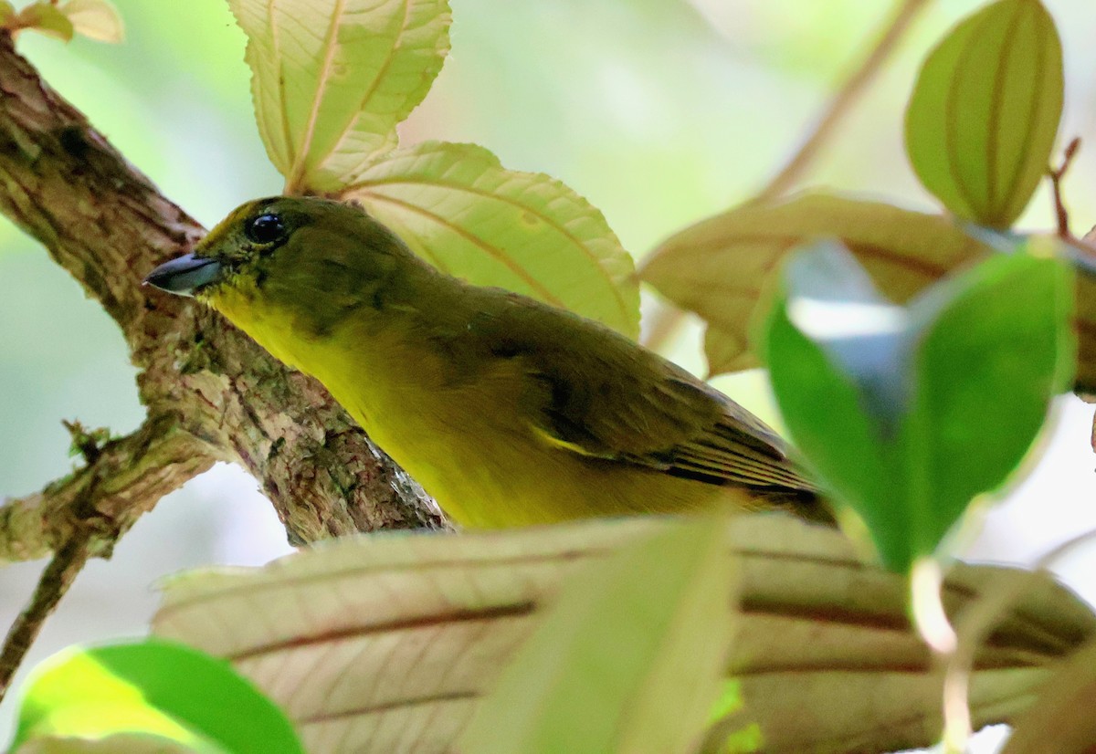 Violaceous Euphonia - ML656566476