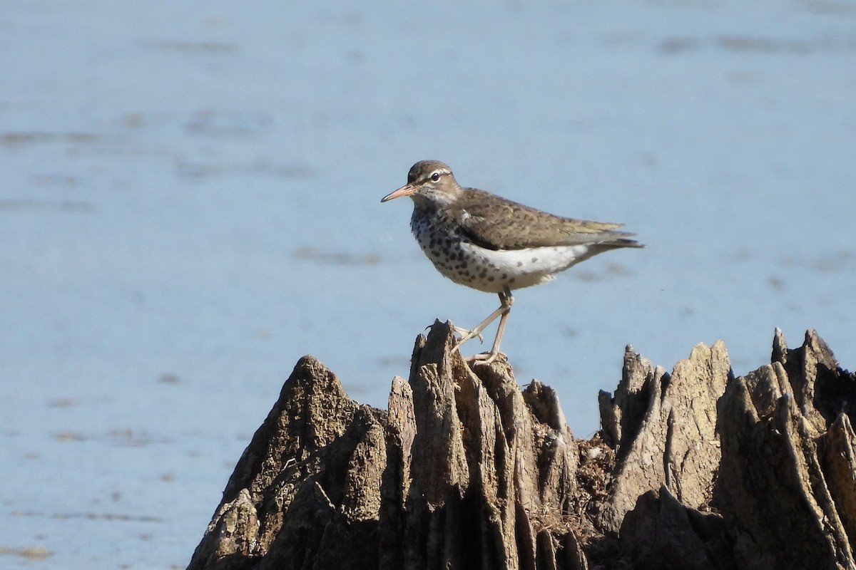 Spotted Sandpiper - ML656569043