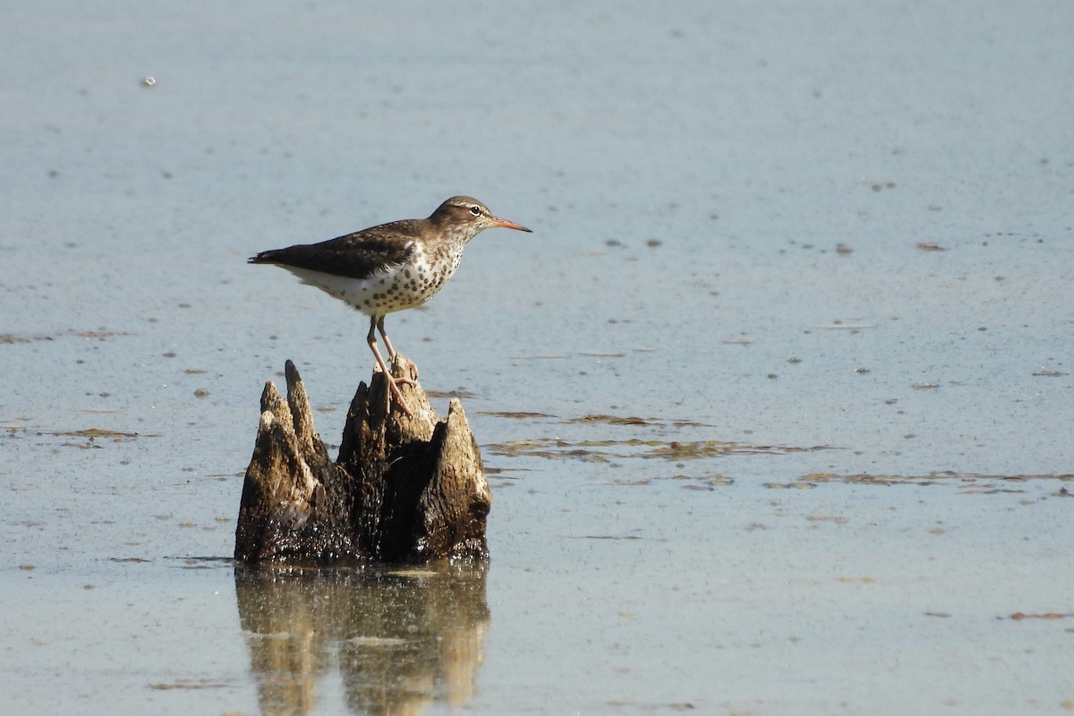 Spotted Sandpiper - ML656569053