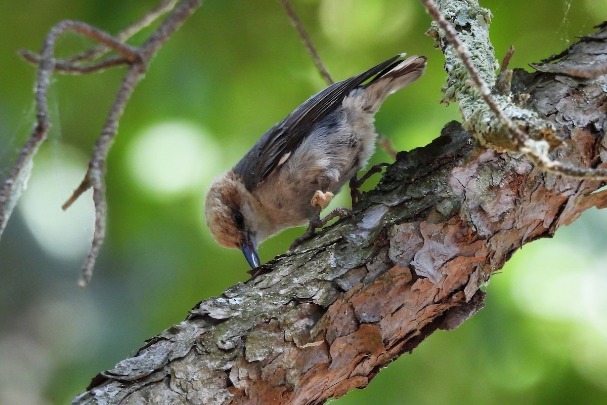 Brown-headed Nuthatch - ML656569159