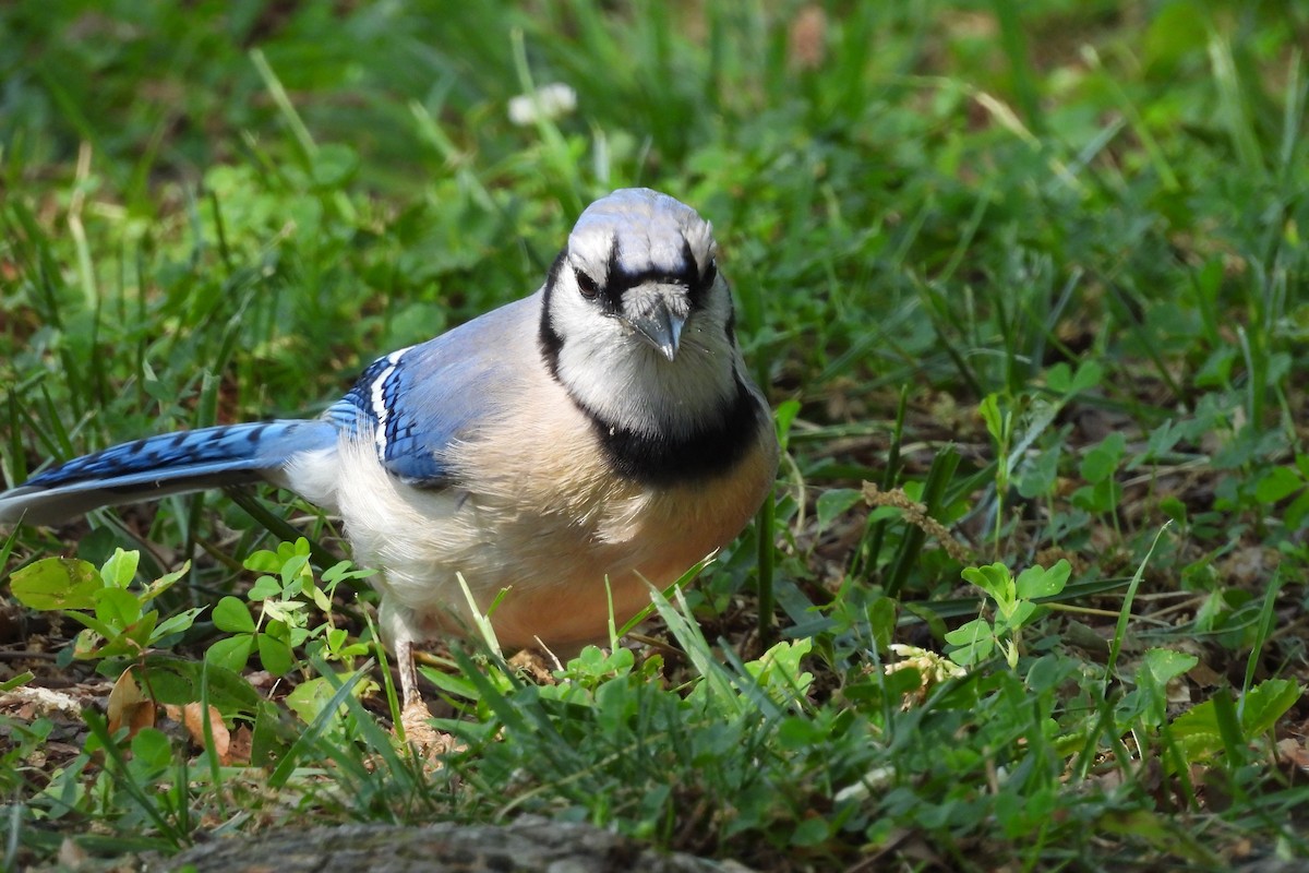 Blue Jay - ML656569231