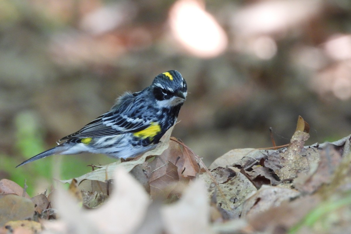 Yellow-rumped Warbler - ML656569282