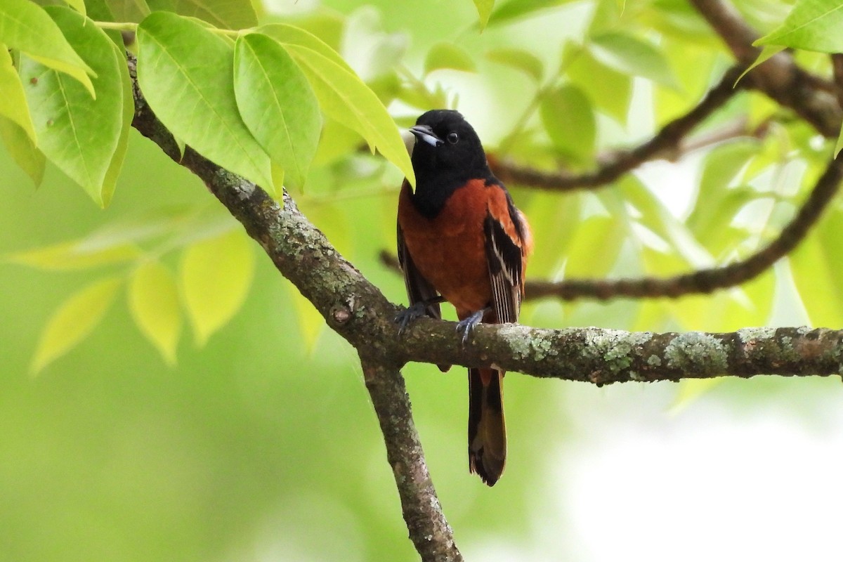 Orchard Oriole - ML656569984