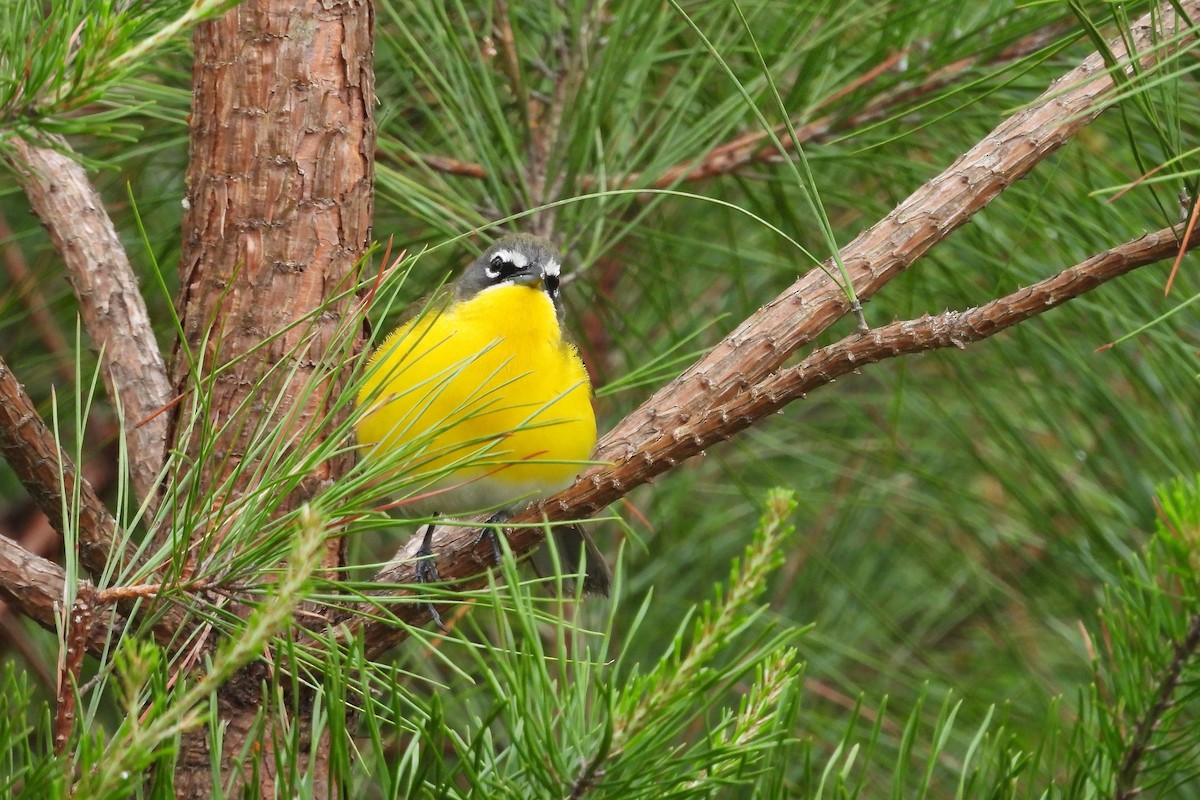 Yellow-breasted Chat - ML656570327