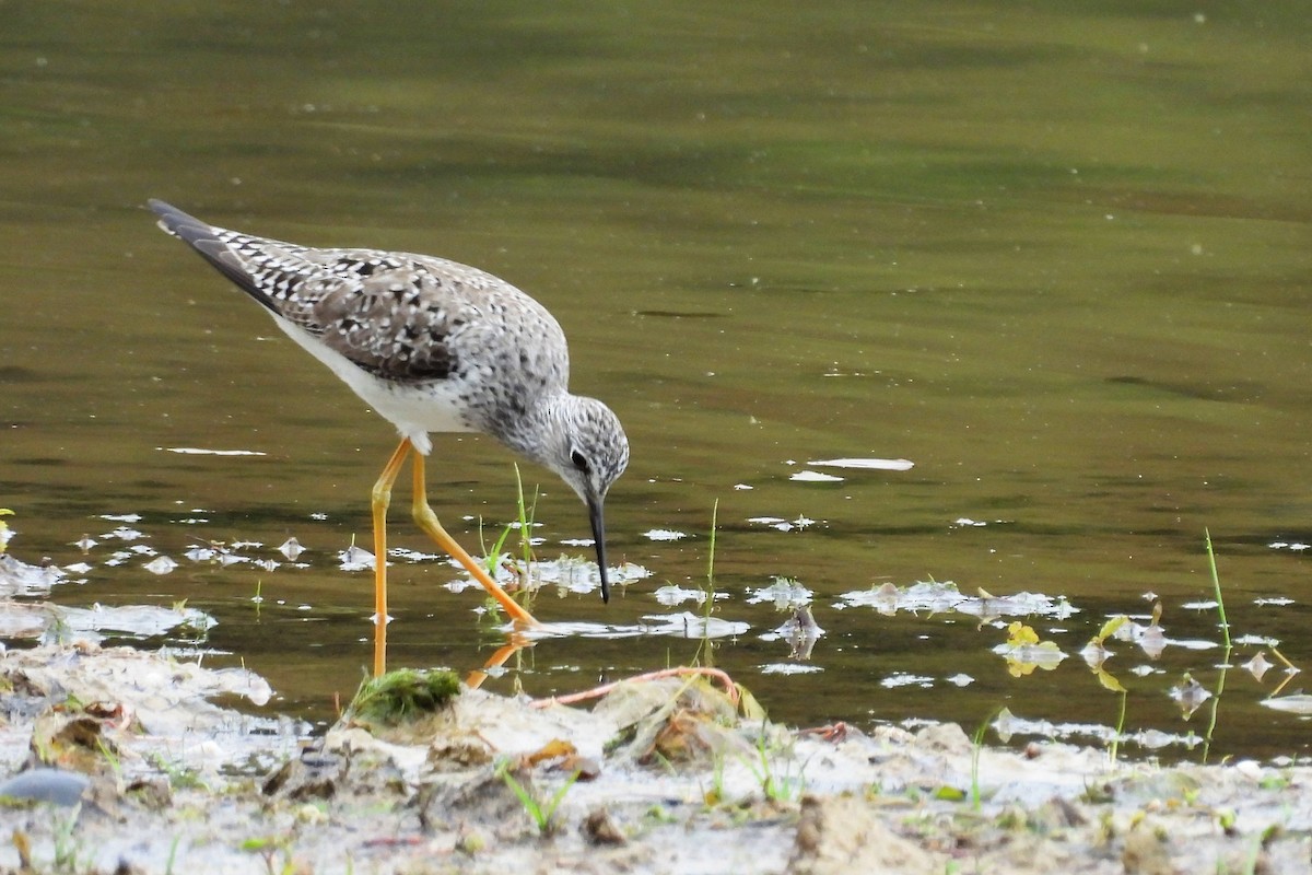 Lesser Yellowlegs - ML656571687