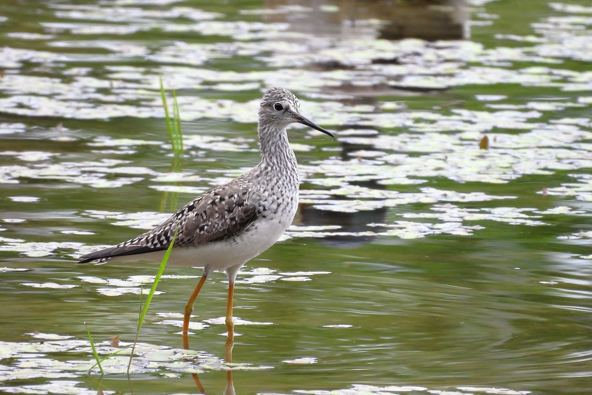 Lesser Yellowlegs - ML656571719