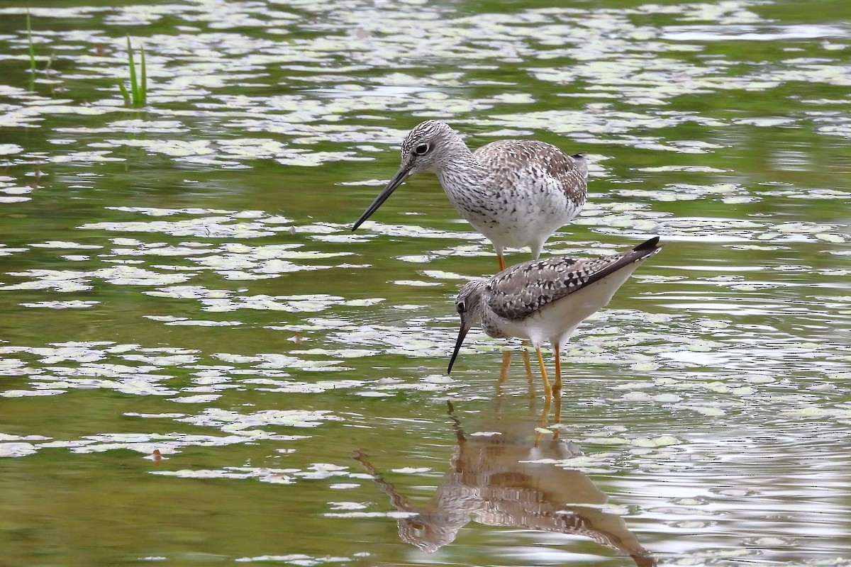 Lesser Yellowlegs - ML656571740