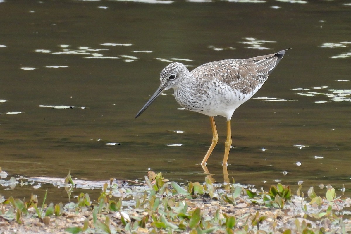 Greater Yellowlegs - ML656571778