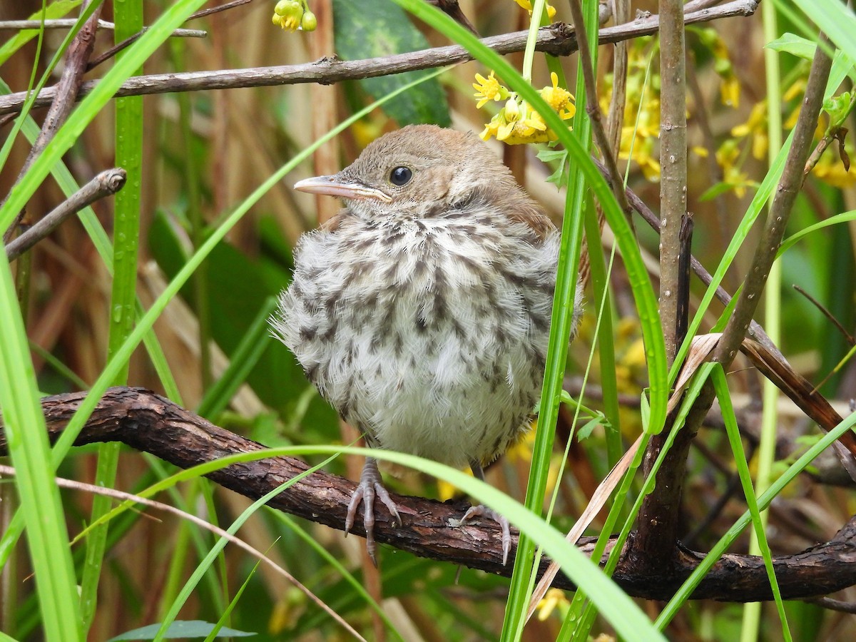 Brown Thrasher - ML656571890
