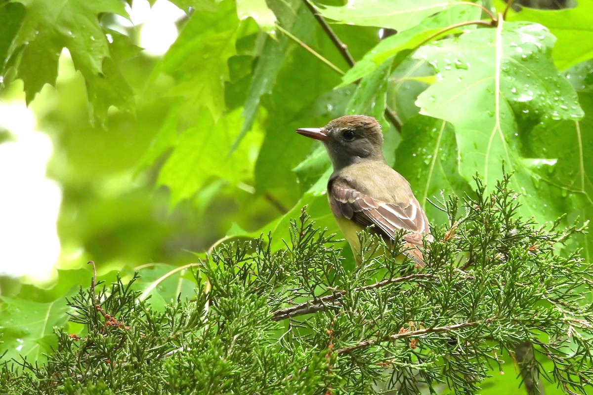 Great Crested Flycatcher - ML656572182