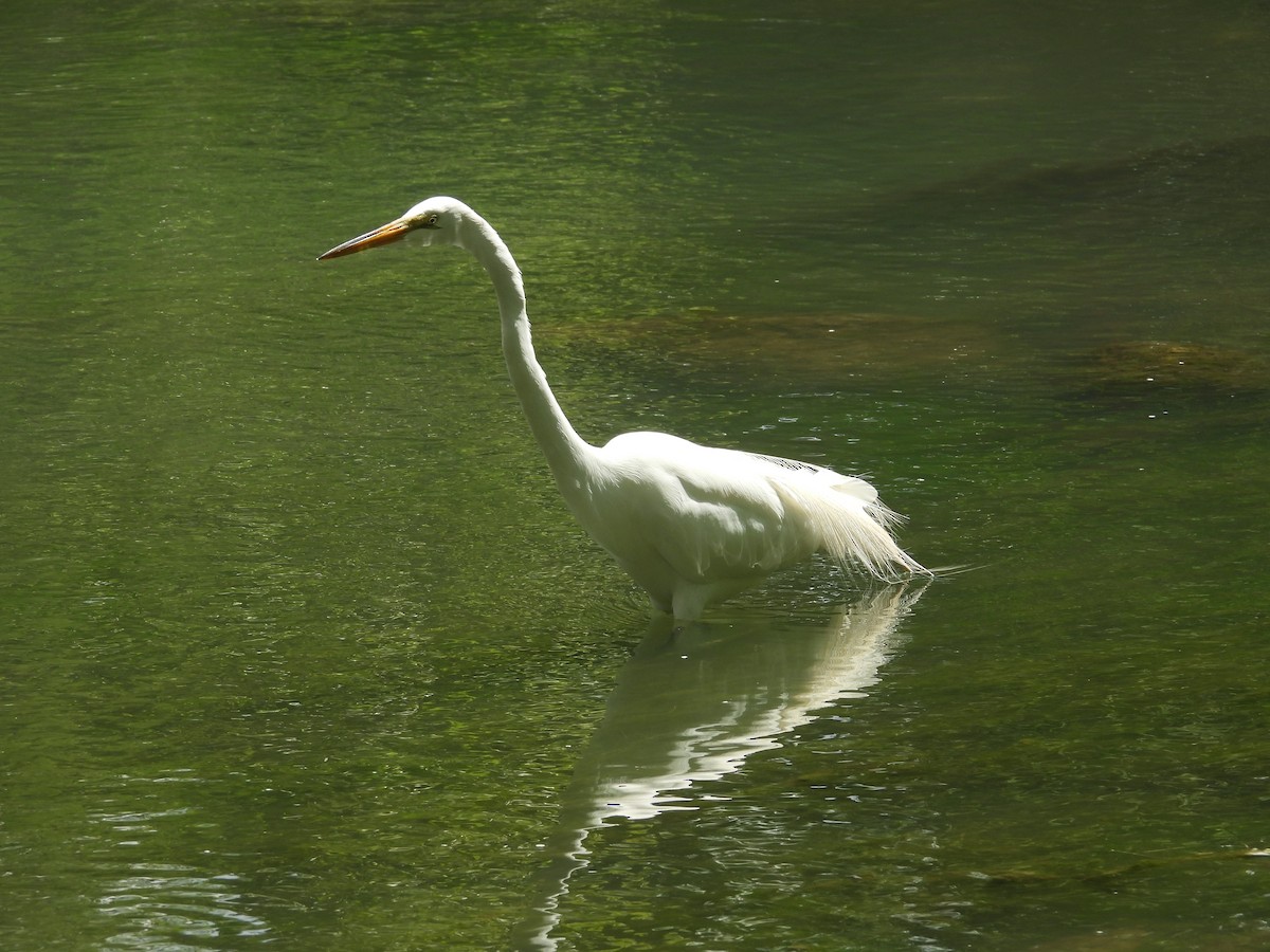egretthegre - ML656573676