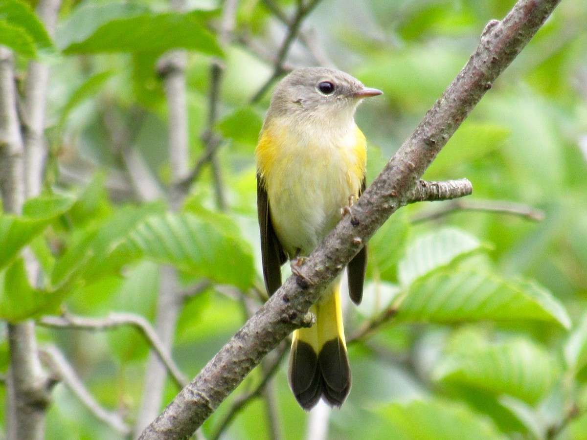 American Redstart - ML65657381