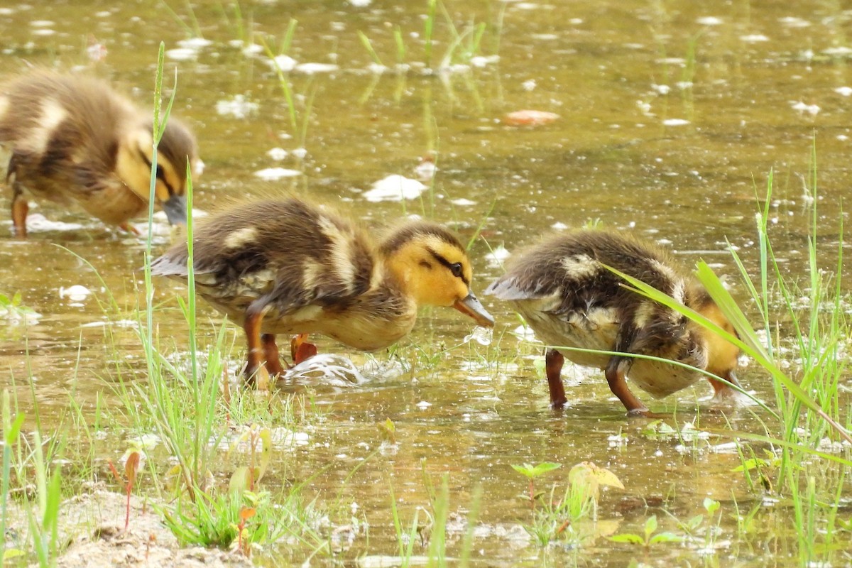 Mallard - ML656573840