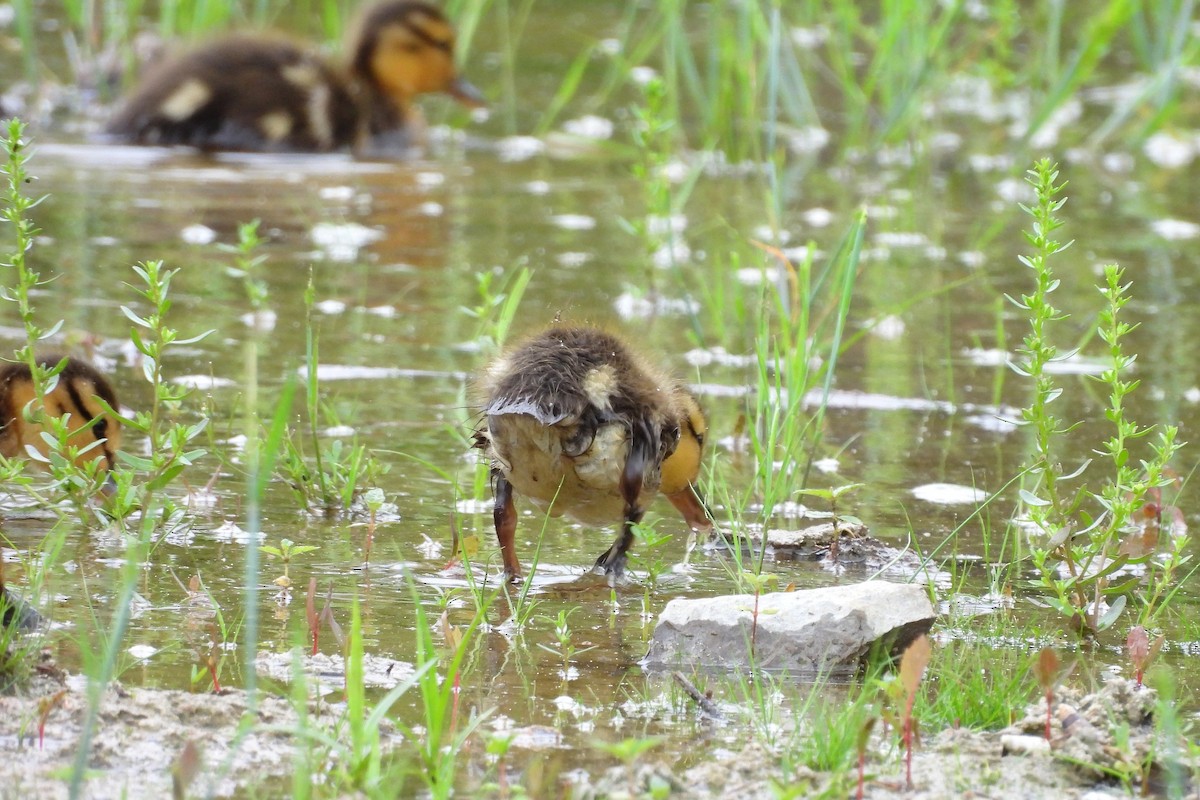 Mallard - ML656573910