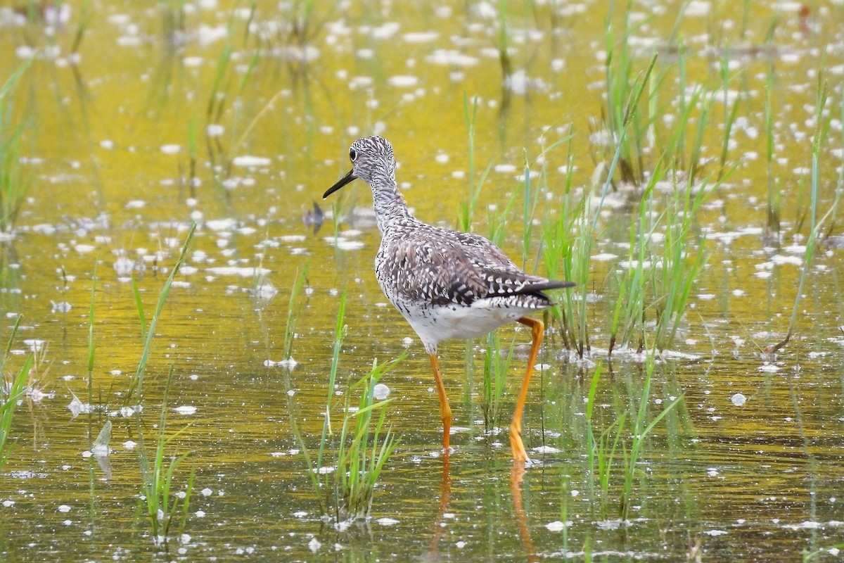 Greater Yellowlegs - ML656574104