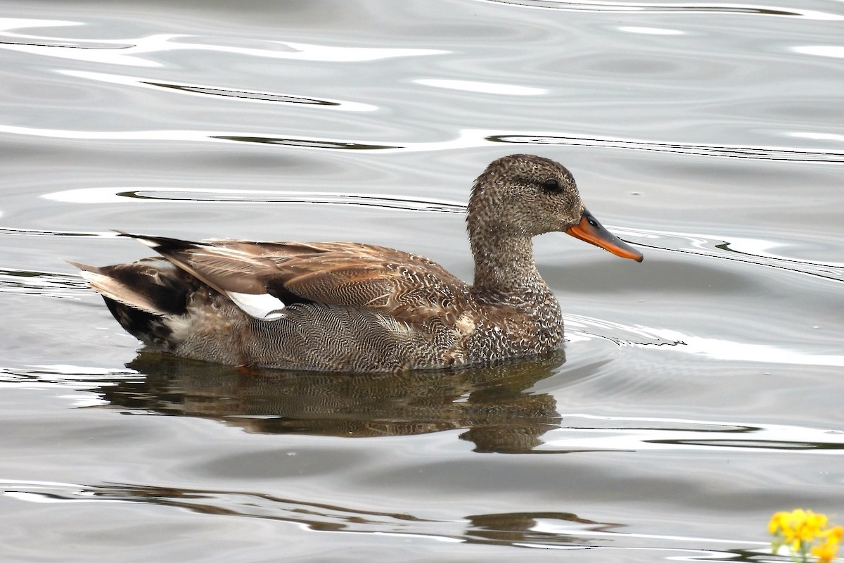 Gadwall - ML656574152