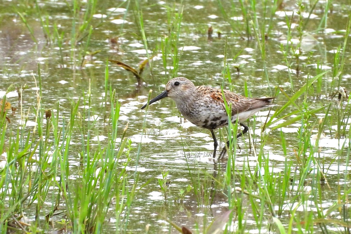 Dunlin - ML656574204