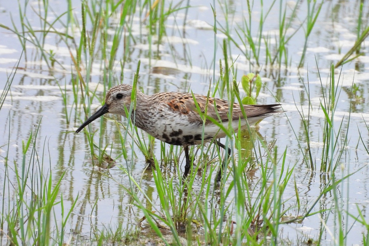 Dunlin - ML656574220