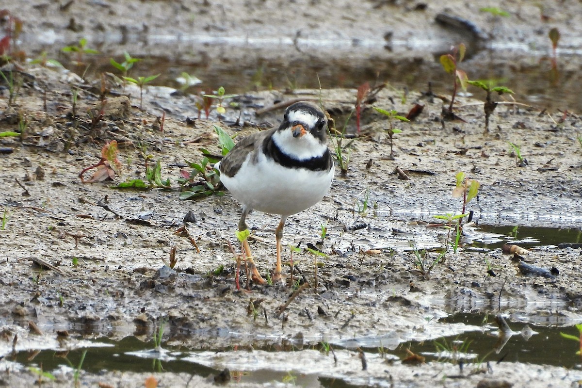 Semipalmated Plover - ML656574391