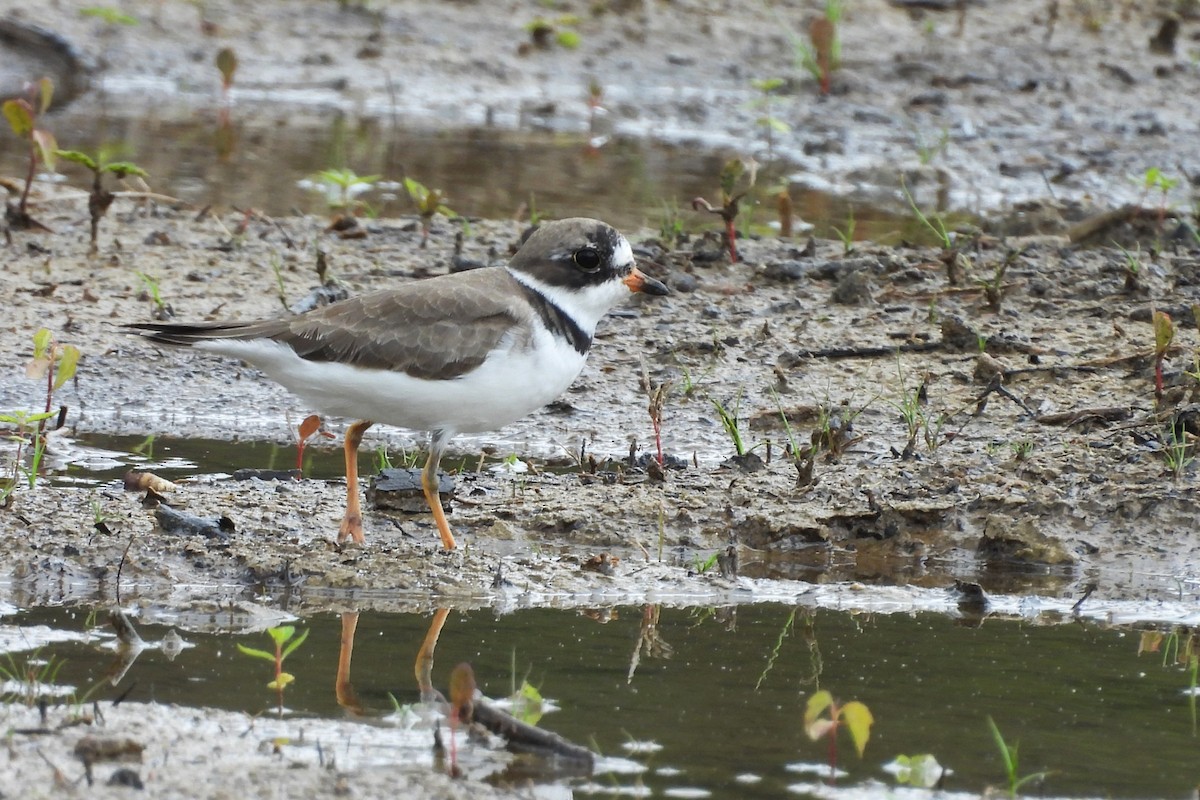 Semipalmated Plover - ML656574409