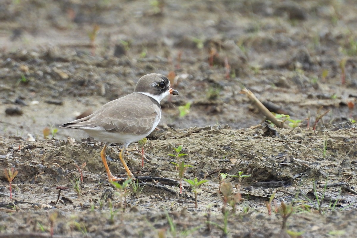 Semipalmated Plover - ML656574435