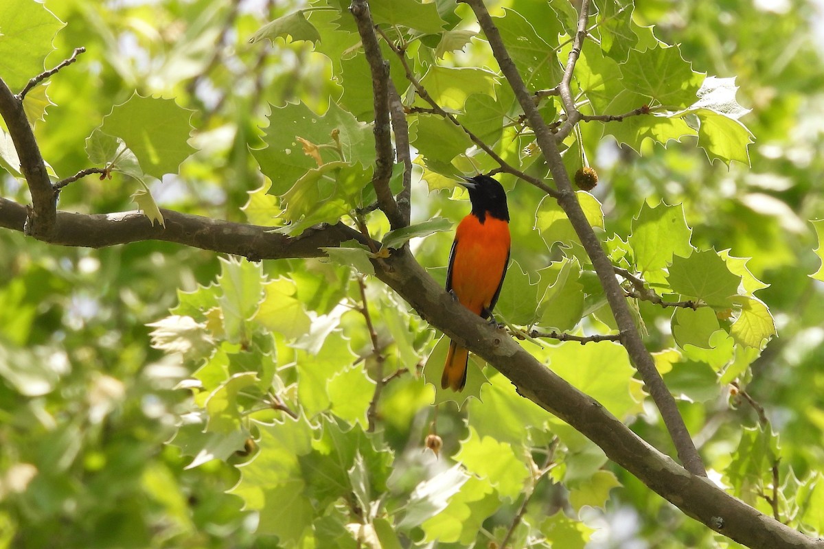 Baltimore Oriole - ML656574763