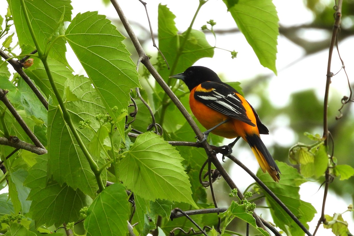 Baltimore Oriole - ML656574783