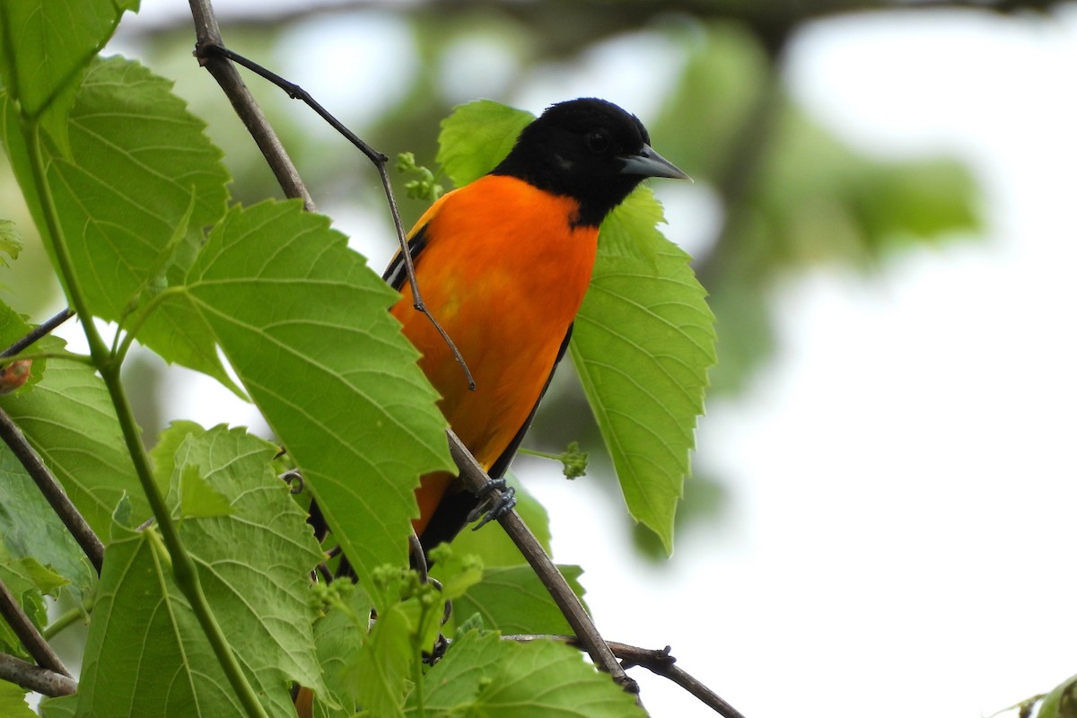 Baltimore Oriole - ML656574804