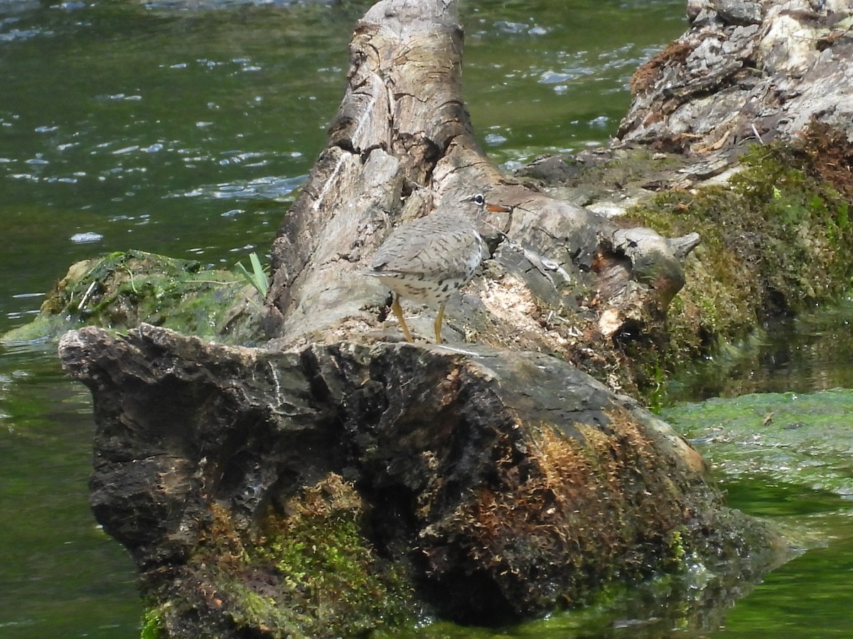 flekksnipe - ML656574859