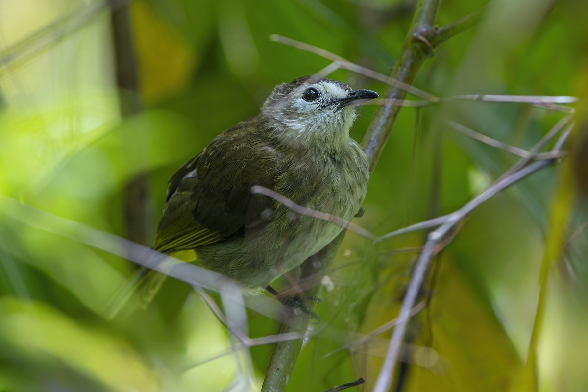 Pale-faced Bulbul - ML656574980