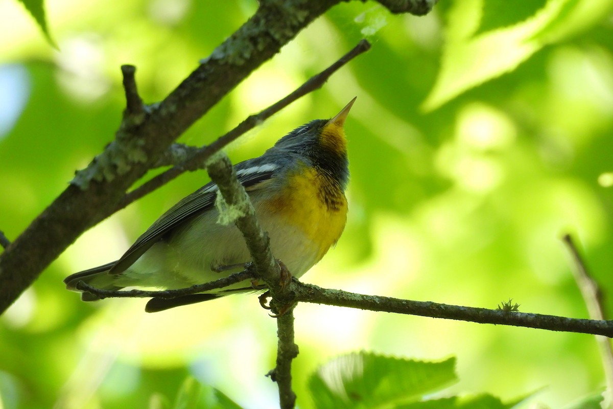 Northern Parula - ML656575005