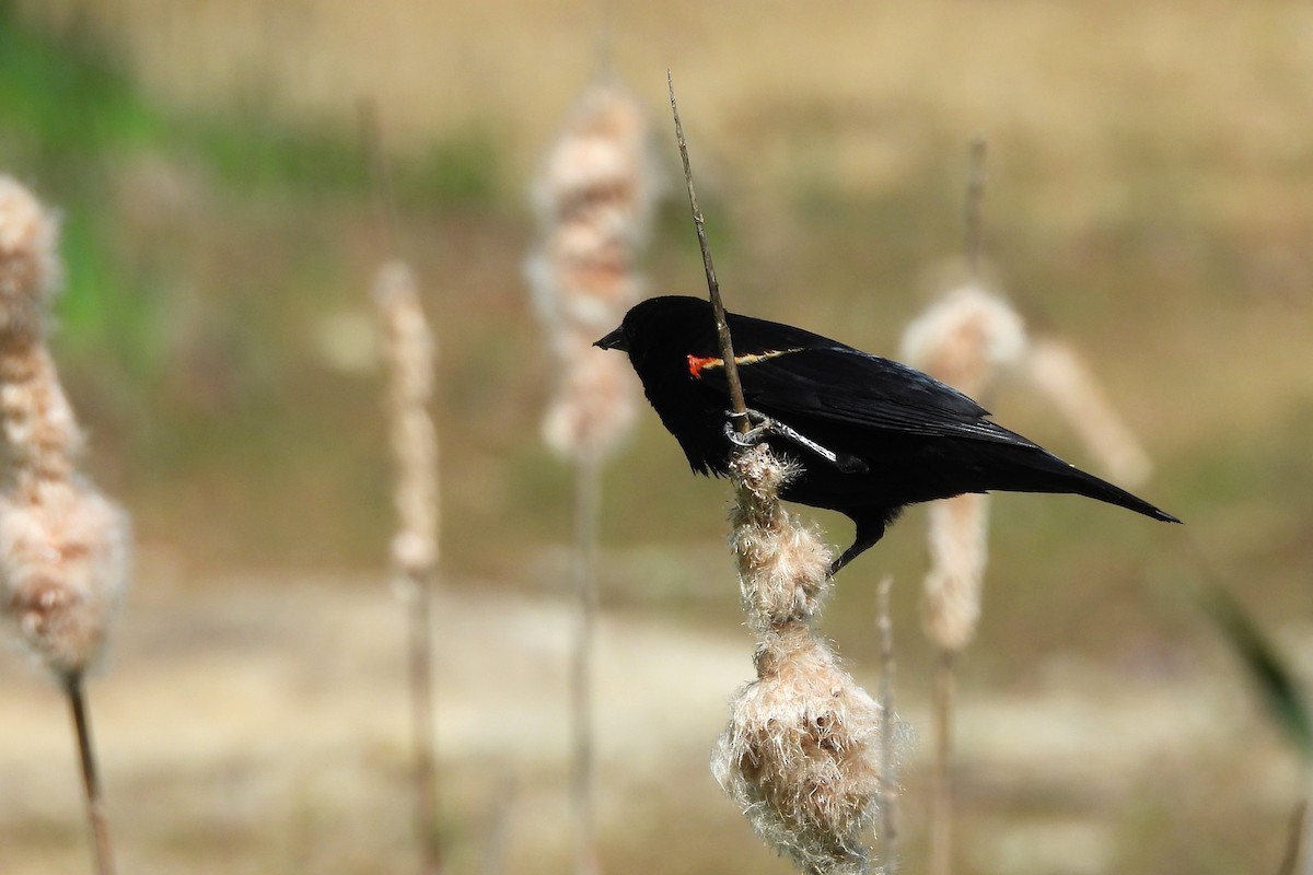 Red-winged Blackbird - ML656575204