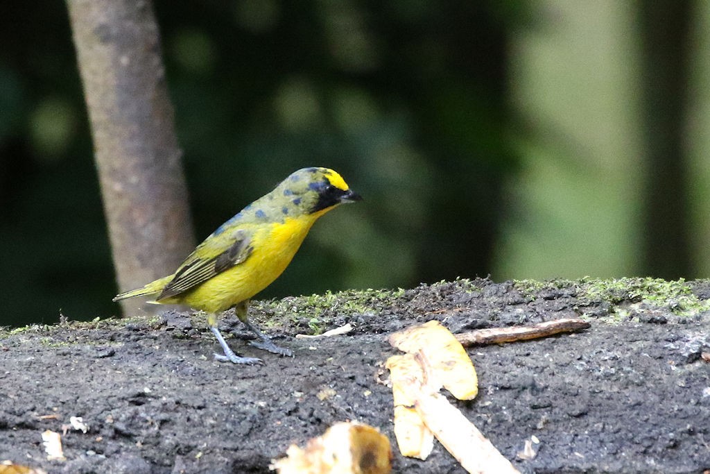 Thick-billed Euphonia - ML65657771