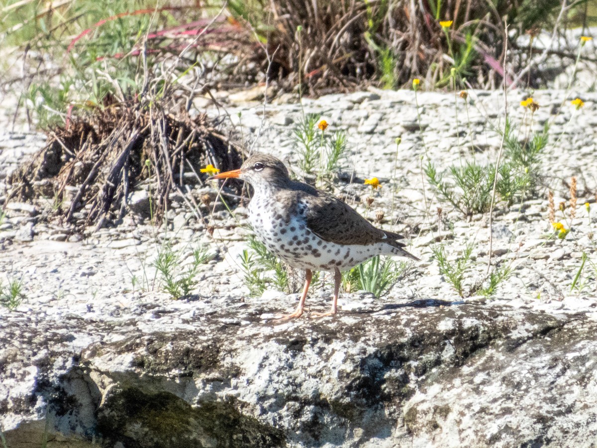 flekksnipe - ML656578731
