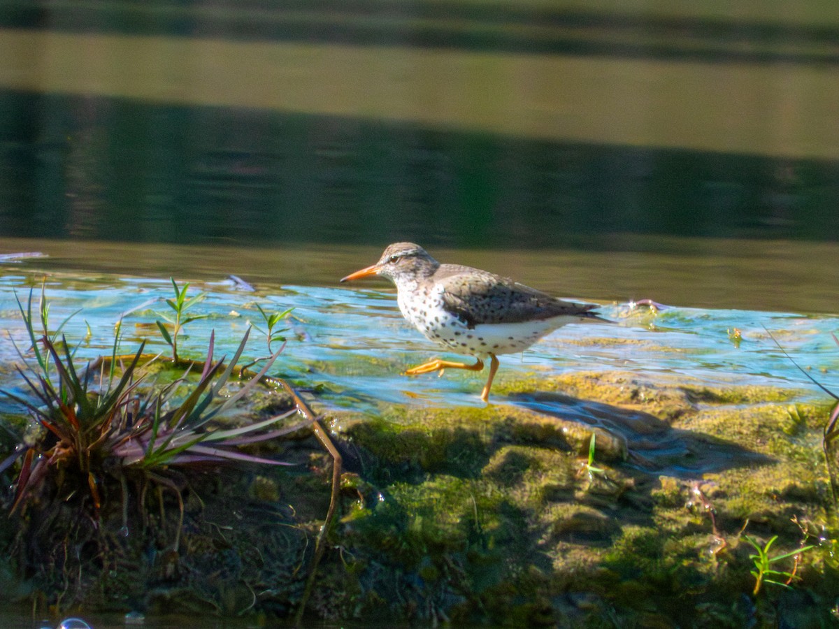 flekksnipe - ML656578732