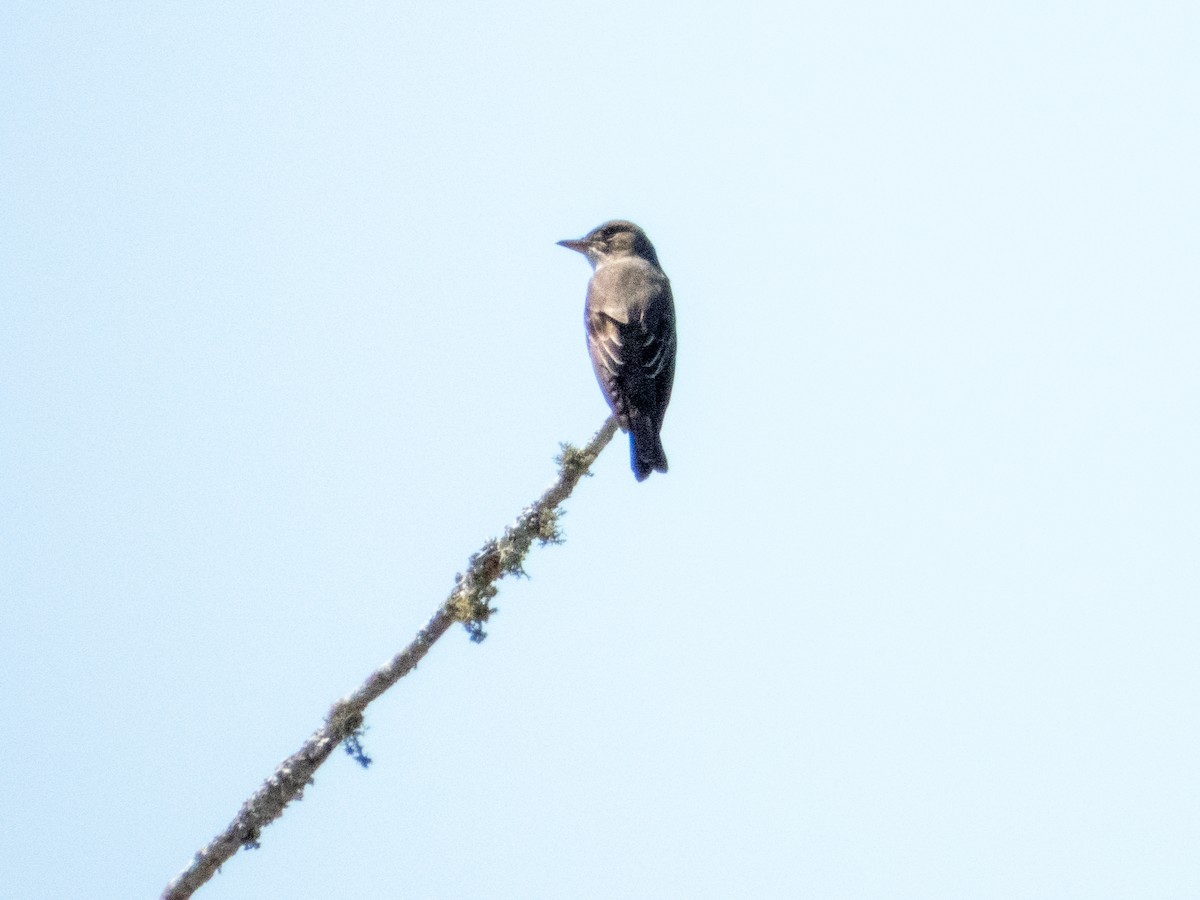 jakkepivi - ML656578753