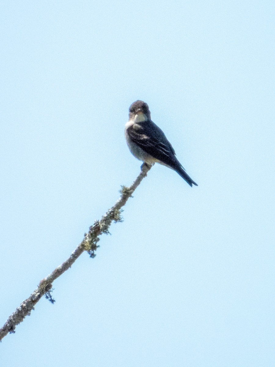 jakkepivi - ML656578754