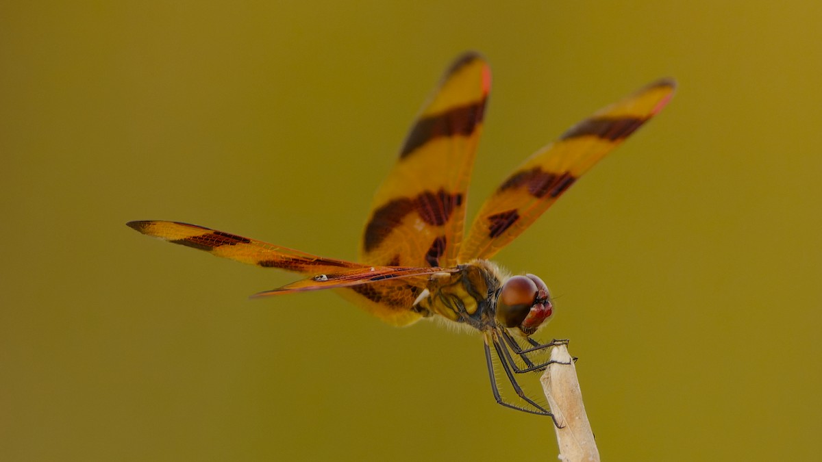 célithème géante - ML656580161
