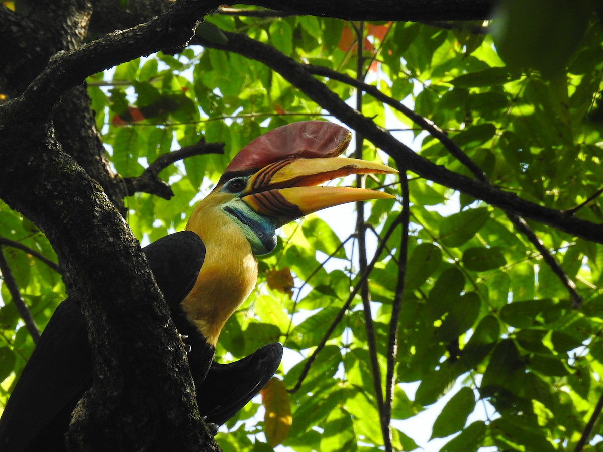 Knobbed Hornbill - Pam Rasmussen