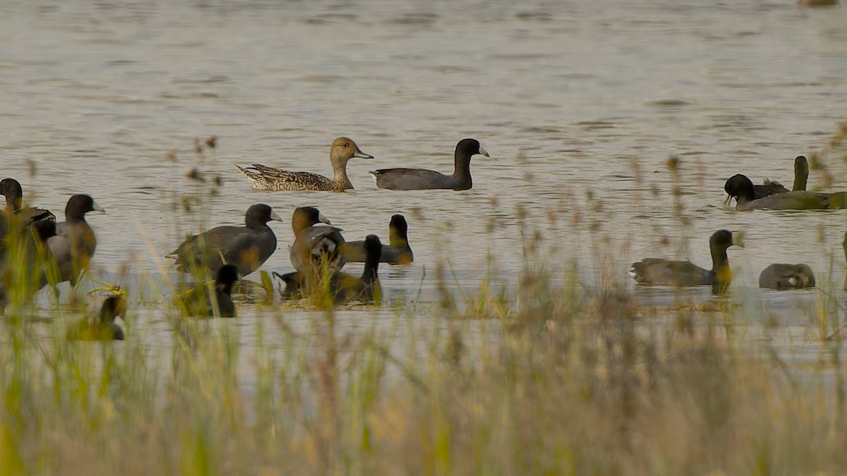 Canard pilet - ML656580641
