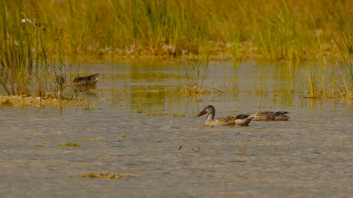 Canard souchet - ML656580842