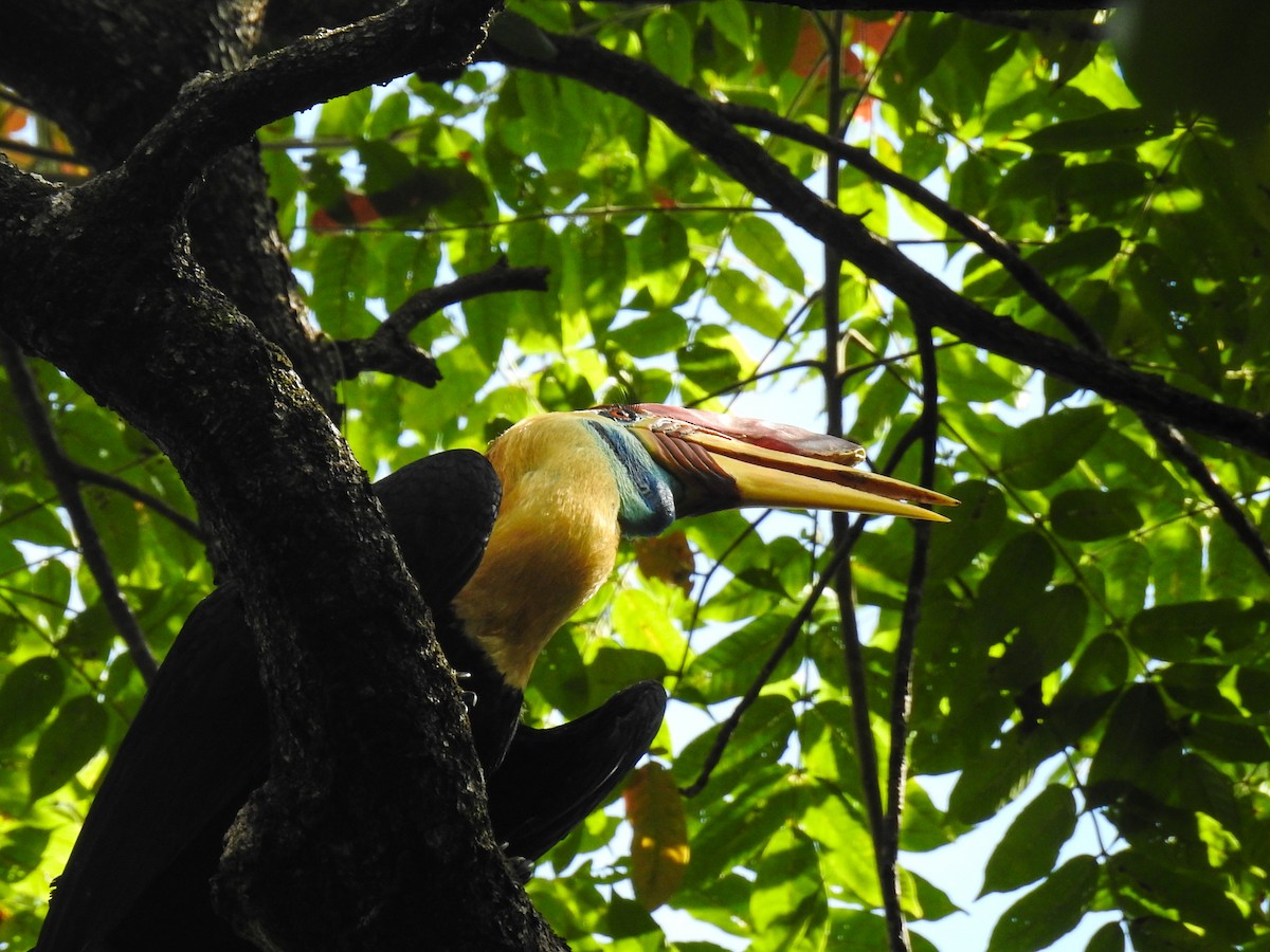 Knobbed Hornbill - ML65658091