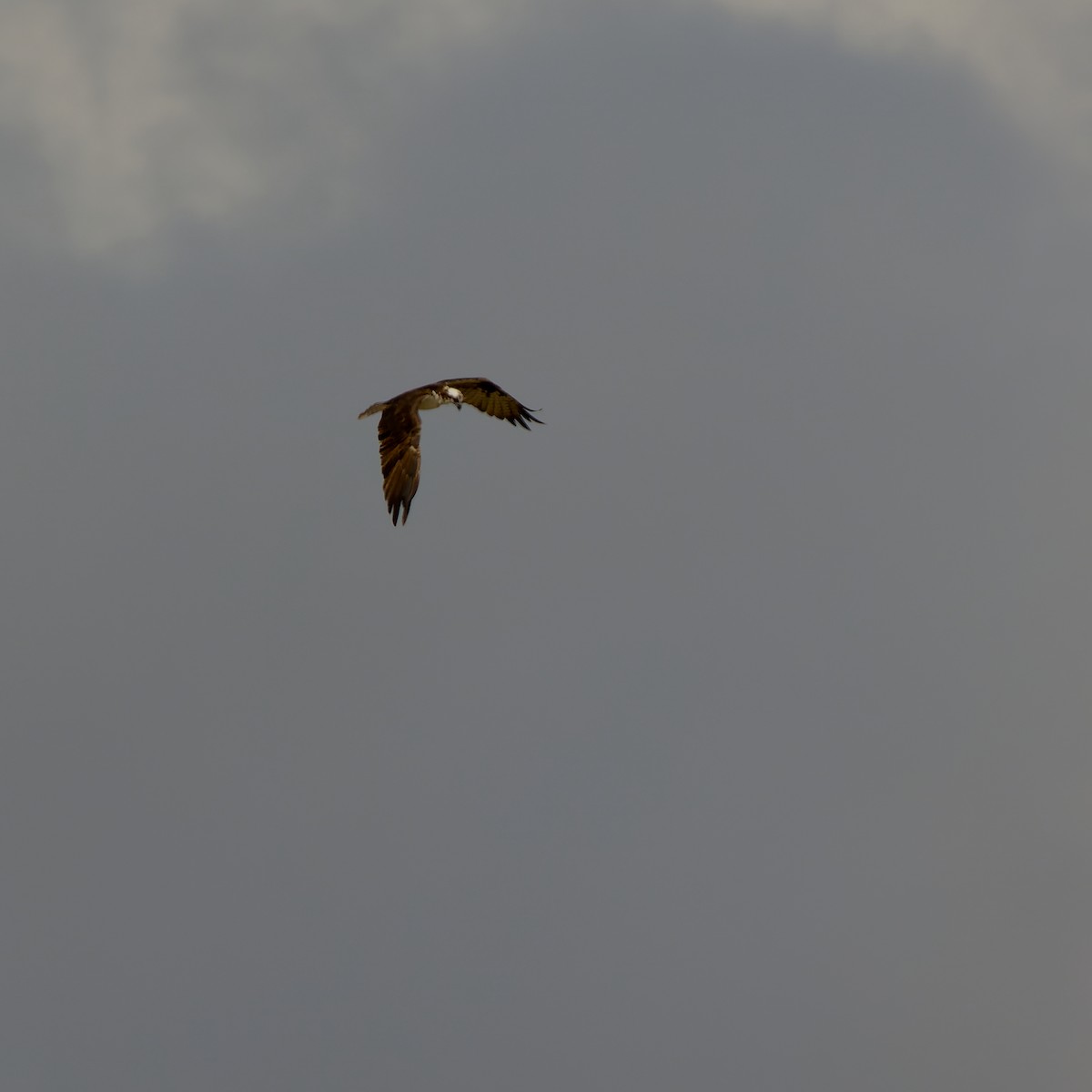Balbuzard pêcheur - ML656580939