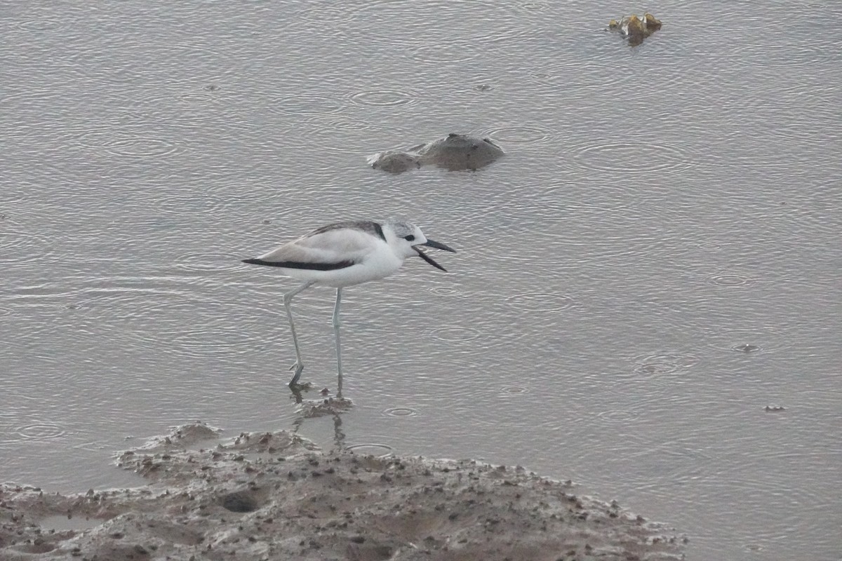 Crab-Plover - ML656581021