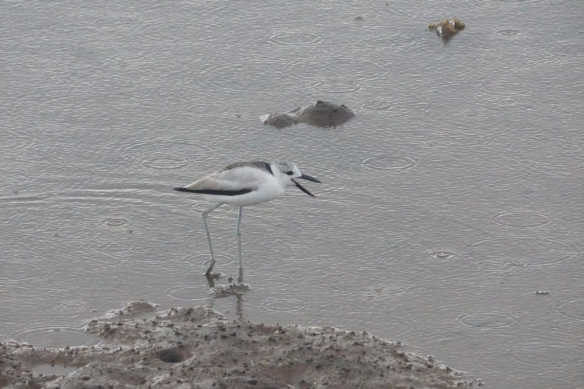 Crab-Plover - ML656581023