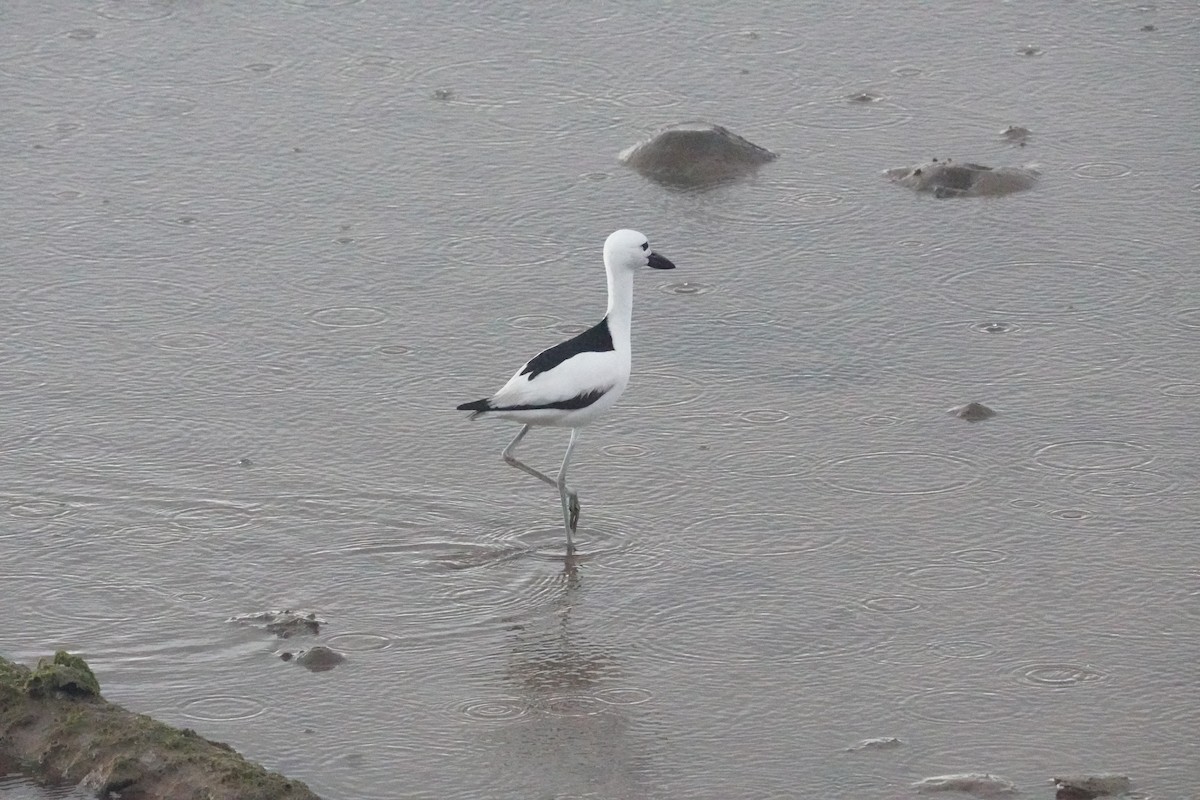 Crab-Plover - ML656581025