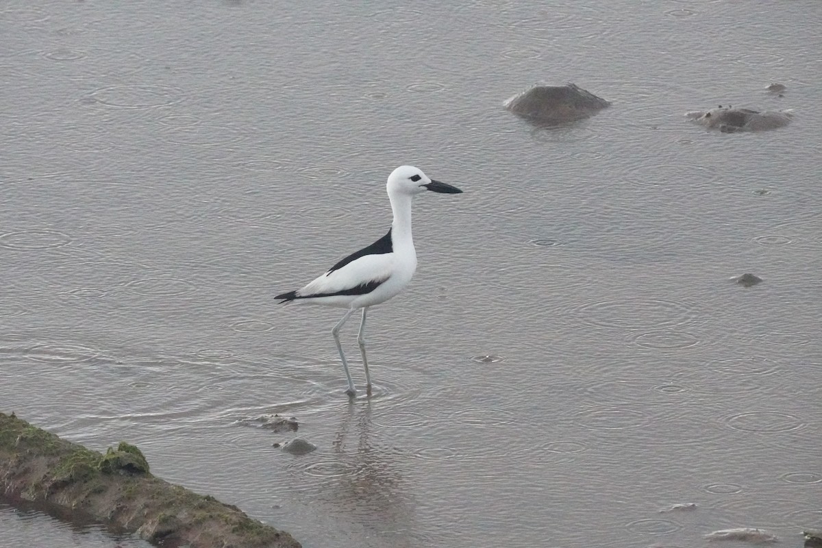 Crab-Plover - ML656581027