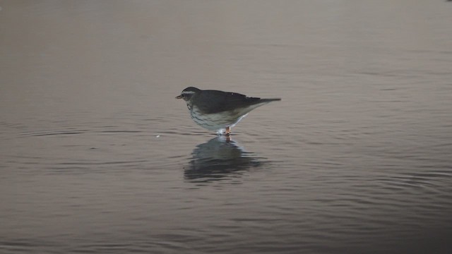 Louisiana Waterthrush - ML656582392