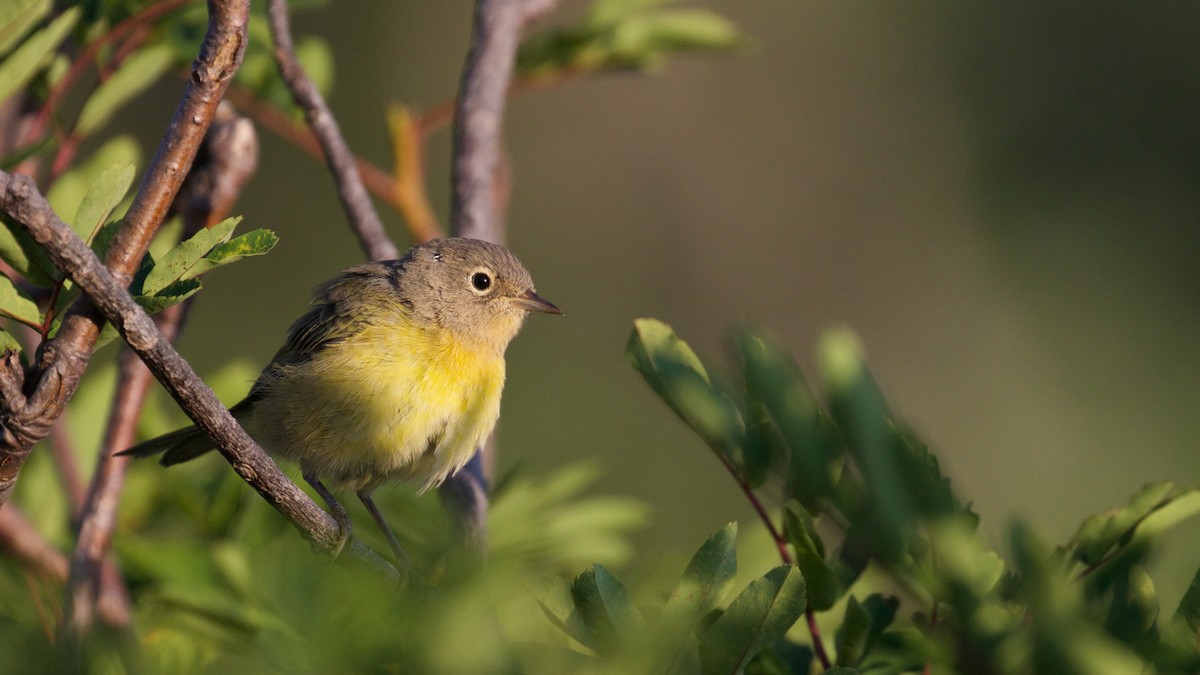 Nashville Warbler (ridgwayi) - ML65658271